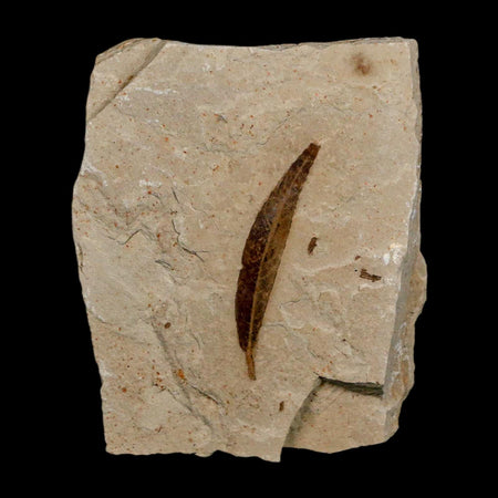 1.4" Detailed Cedrelospermum Nervosum Fossil Plant Leaf Eocene Age Green River FM UT