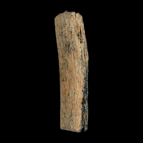 2.9" Corythosaurus Fossil Rib Section Bone Judith River Cretaceous Dinosaur COA - Fossil Age Minerals