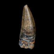0.7" Suchomimus Fossil Tooth Cretaceous Spinosaurid Dinosaur Elraz FM Niger COA