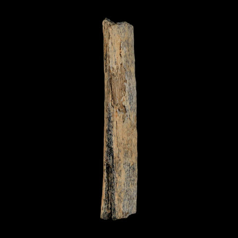 2.9" Corythosaurus Fossil Rib Section Bone Judith River Cretaceous Dinosaur COA - Fossil Age Minerals