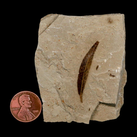 1.4" Detailed Cedrelospermum Nervosum Fossil Plant Leaf Eocene Age Green River FM UT - Fossil Age Minerals