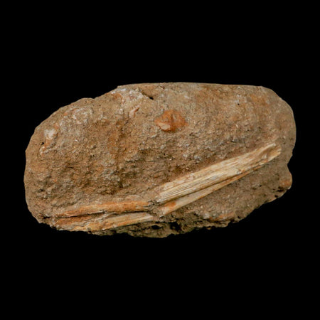 5.4" Saber Toothed Herring Fossil Jaw Section Enchodus Libycus Cretaceous Age COA