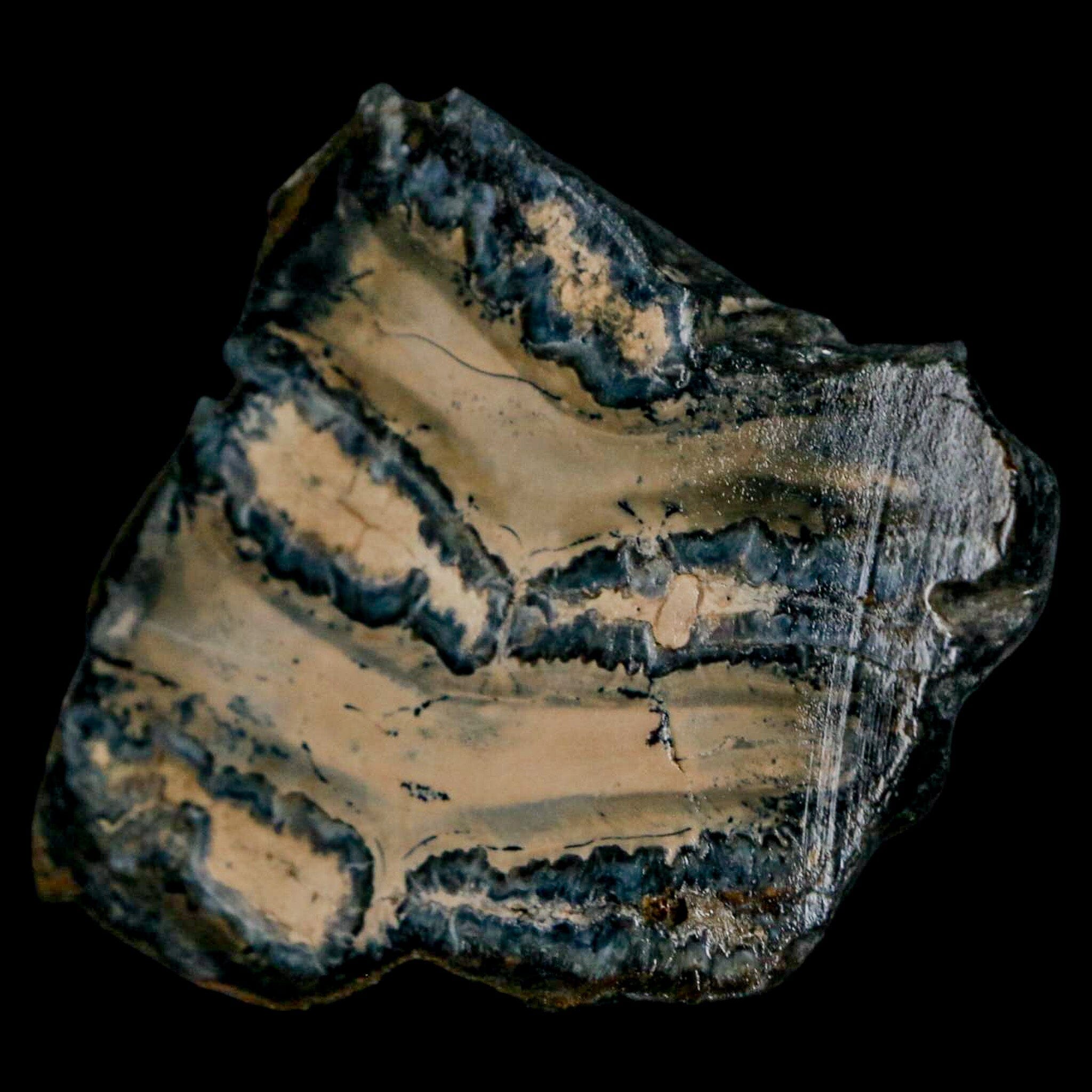 2.1" Mammoth Tooth Cross Section In Riker Display Pleistocene Age Hawthorne FM - Fossil Age Minerals
