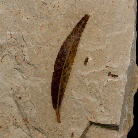 1.4" Detailed Cedrelospermum Nervosum Fossil Plant Leaf Eocene Age Green River FM UT
