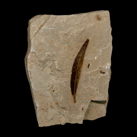 1.4" Detailed Cedrelospermum Nervosum Fossil Plant Leaf Eocene Age Green River FM UT - Fossil Age Minerals