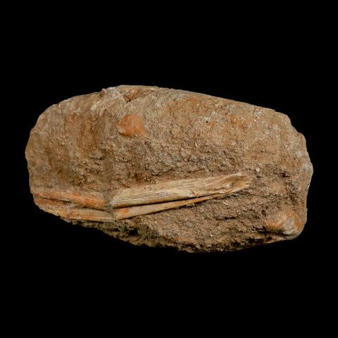 5.4" Saber Toothed Herring Fossil Jaw Section Enchodus Libycus Cretaceous Age COA