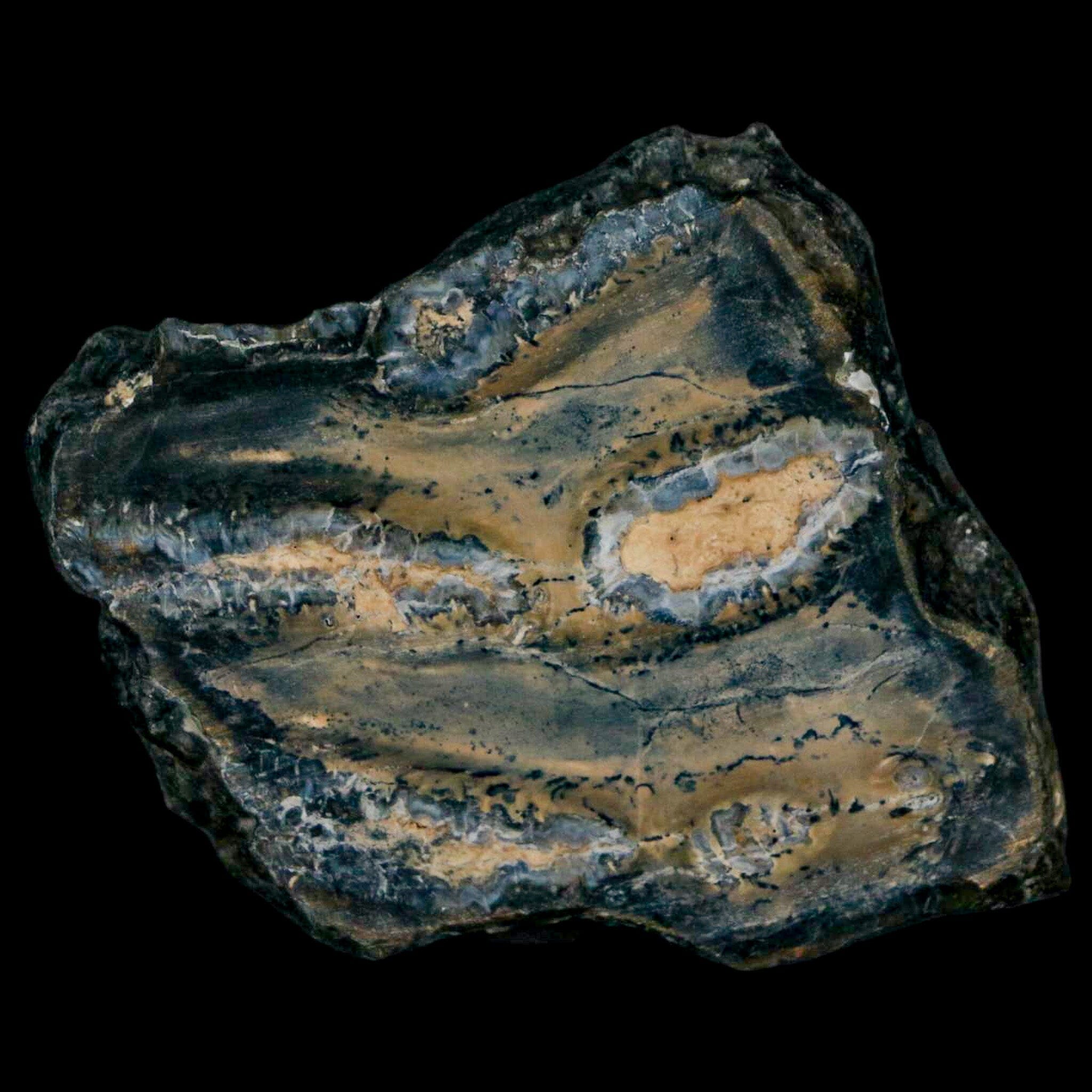 2.1" Mammoth Tooth Cross Section In Riker Display Pleistocene Age Hawthorne FM - Fossil Age Minerals