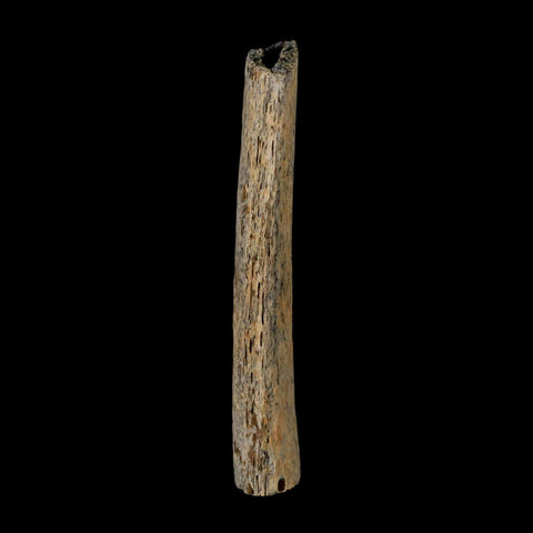 2.9" Corythosaurus Fossil Rib Section Bone Judith River Cretaceous Dinosaur COA - Fossil Age Minerals