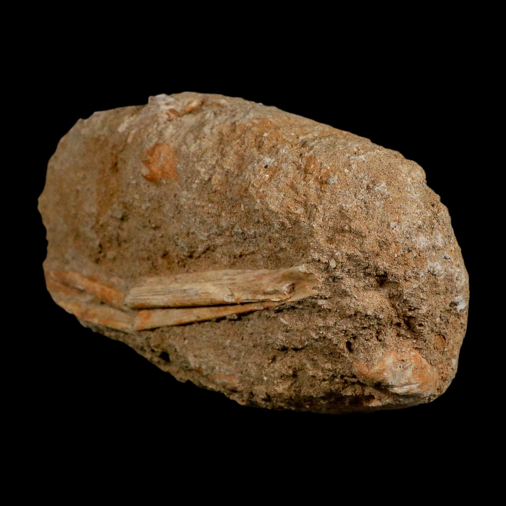 5.4" Saber Toothed Herring Fossil Jaw Section Enchodus Libycus Cretaceous Age COA - Fossil Age Minerals