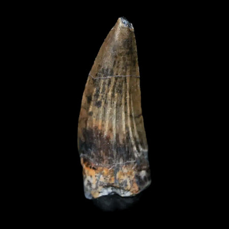 0.7" Suchomimus Fossil Tooth Cretaceous Spinosaurid Dinosaur Elraz FM Niger COA