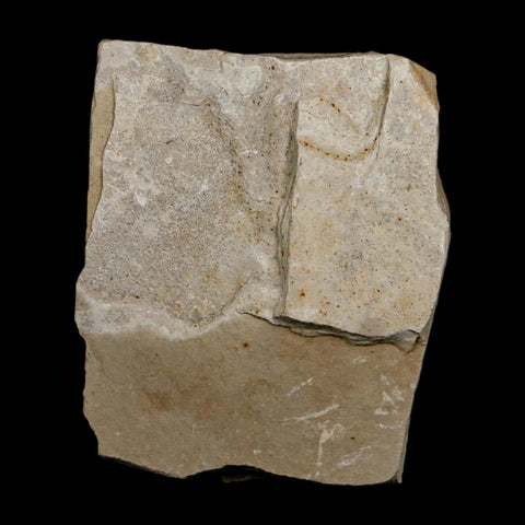 1.4" Detailed Cedrelospermum Nervosum Fossil Plant Leaf Eocene Age Green River FM UT - Fossil Age Minerals