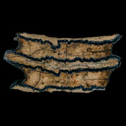 2.8" Mammoth Tooth Cross Section In Riker Display Pleistocene Age Hawthorne FM