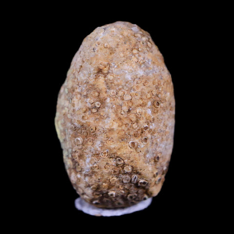 0.6 Snake Egg Fossil Ophiodienovum Sp Eocene Age Bouxwiller in Alsace, France Display - Fossil Age Minerals