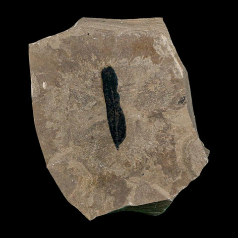 1.2" Caesalpinia Pecorae Divi Divi Trees Fossil Plant Leaf Eocene Age Uintah Utah - Fossil Age Minerals