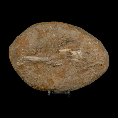 5.2" Pterosaur Tethydraco Regalis Fossil Bone Upper Cretaceous Morocco Stand COA