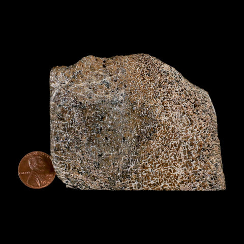3.3" Fossil Dinosaur Gem Bone Cut Polished Slab Agatized Dinosaur Bone Morocco - Fossil Age Minerals