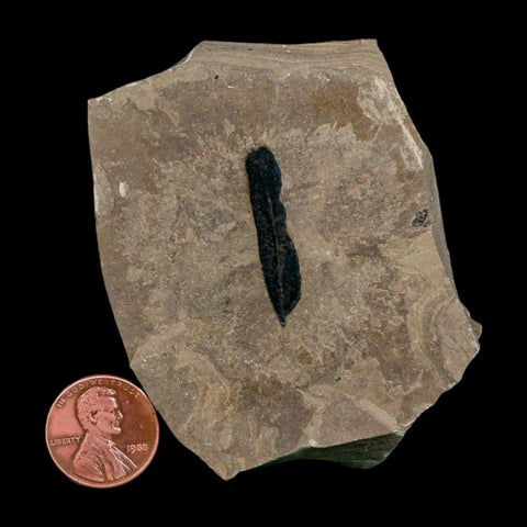 1.2" Caesalpinia Pecorae Divi Divi Trees Fossil Plant Leaf Eocene Age Uintah Utah - Fossil Age Minerals