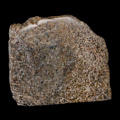 3.3" Fossil Dinosaur Gem Bone Cut Polished Slab Agatized Dinosaur Bone Morocco - Fossil Age Minerals