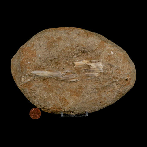 5.2" Pterosaur Tethydraco Regalis Fossil Bone Upper Cretaceous Morocco Stand COA