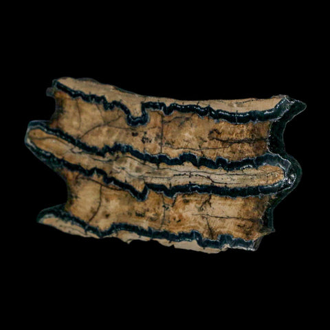 2.8" Mammoth Tooth Cross Section In Riker Display Pleistocene Age Hawthorne FM - Fossil Age Minerals
