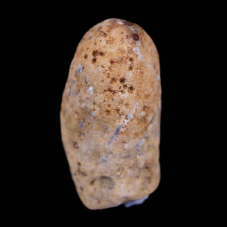 0.6 Snake Egg Fossil Ophiodienovum Sp Eocene Age Bouxwiller in Alsace, France Display