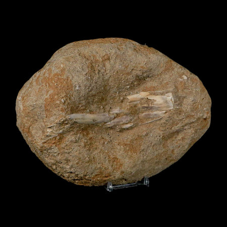 5.2" Pterosaur Tethydraco Regalis Fossil Bone Upper Cretaceous Morocco Stand COA