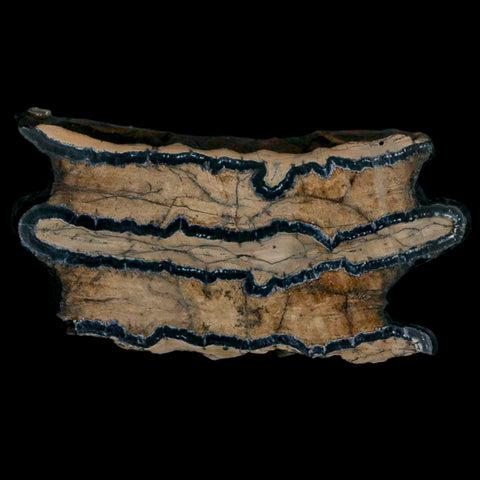 2.8" Mammoth Tooth Cross Section In Riker Display Pleistocene Age Hawthorne FM - Fossil Age Minerals