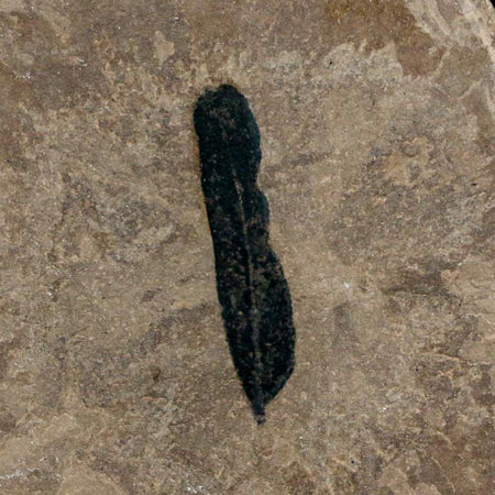 1.2" Caesalpinia Pecorae Divi Divi Trees Fossil Plant Leaf Eocene Age Uintah Utah