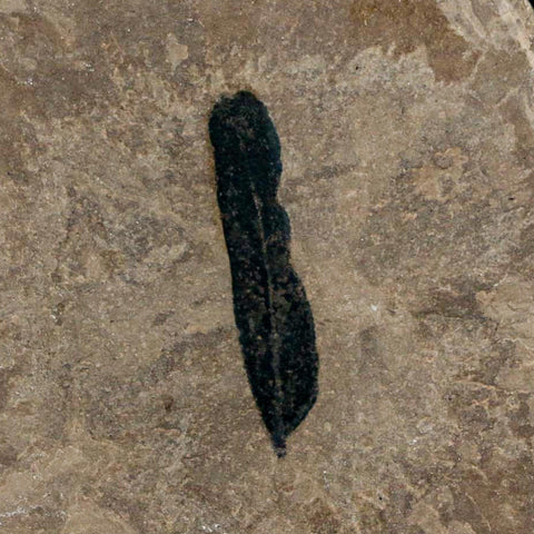 1.2" Caesalpinia Pecorae Divi Divi Trees Fossil Plant Leaf Eocene Age Uintah Utah - Fossil Age Minerals