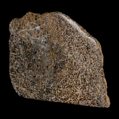 3.3" Fossil Dinosaur Gem Bone Cut Polished Slab Agatized Dinosaur Bone Morocco - Fossil Age Minerals