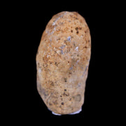 0.6 Snake Egg Fossil Ophiodienovum Sp Eocene Age Bouxwiller in Alsace, France Display