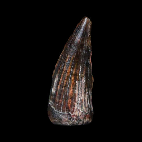 0.6" Suchomimus Fossil Tooth Cretaceous Spinosaurid Dinosaur Elraz FM Niger COA - Fossil Age Minerals