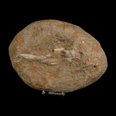 5.2" Pterosaur Tethydraco Regalis Fossil Bone Upper Cretaceous Morocco Stand COA