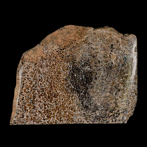 3.3" Fossil Dinosaur Gem Bone Cut Polished Slab Agatized Dinosaur Bone Morocco - Fossil Age Minerals