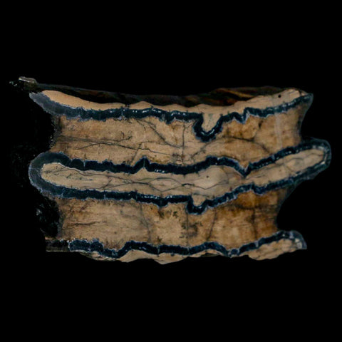 2.8" Mammoth Tooth Cross Section In Riker Display Pleistocene Age Hawthorne FM - Fossil Age Minerals