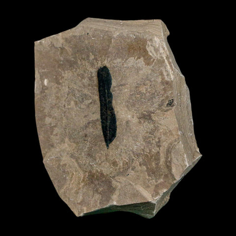 1.2" Caesalpinia Pecorae Divi Divi Trees Fossil Plant Leaf Eocene Age Uintah Utah - Fossil Age Minerals