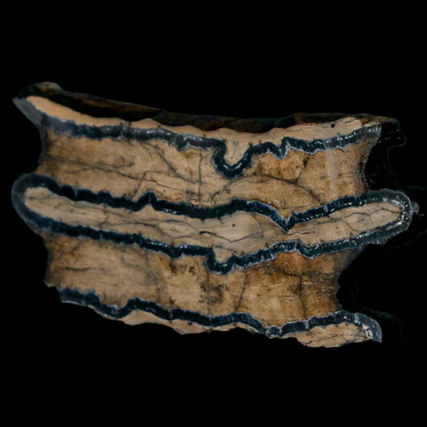 2.8" Mammoth Tooth Cross Section In Riker Display Pleistocene Age Hawthorne FM - Fossil Age Minerals