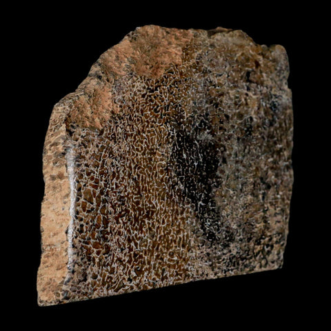 3.3" Fossil Dinosaur Gem Bone Cut Polished Slab Agatized Dinosaur Bone Morocco - Fossil Age Minerals