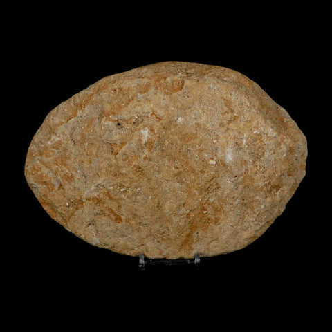 5.2" Pterosaur Tethydraco Regalis Fossil Bone Upper Cretaceous Morocco Stand COA