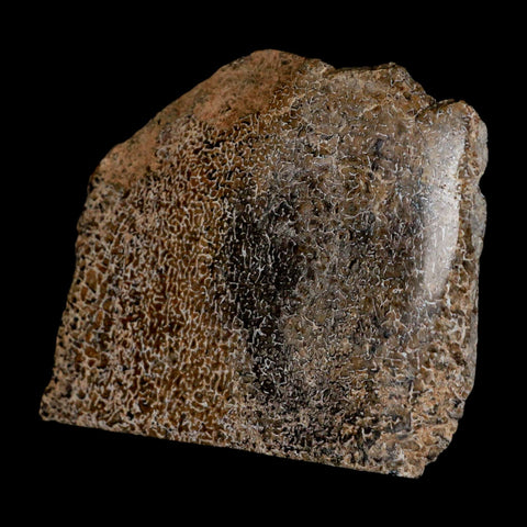 3.3" Fossil Dinosaur Gem Bone Cut Polished Slab Agatized Dinosaur Bone Morocco - Fossil Age Minerals