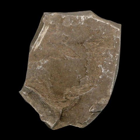 1.2" Caesalpinia Pecorae Divi Divi Trees Fossil Plant Leaf Eocene Age Uintah Utah - Fossil Age Minerals