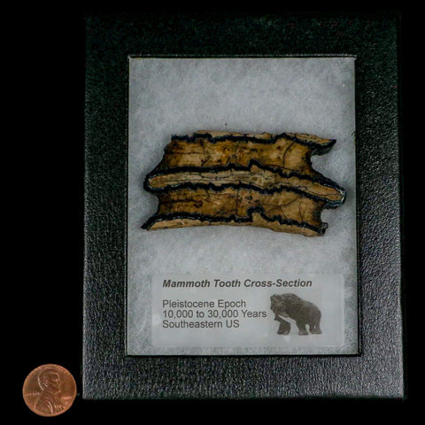 2.8" Mammoth Tooth Cross Section In Riker Display Pleistocene Age Hawthorne FM - Fossil Age Minerals