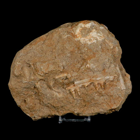 3.6" Saber Toothed Herring Fossil Tooth Jaw Section Enchodus Libycus Cretaceous Age COA