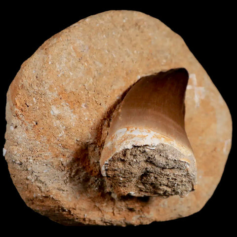 1.9" Mosasaur Prognathodon Fossil Tooth In Matrix Cretaceous Dinosaur Era COA - Fossil Age Minerals