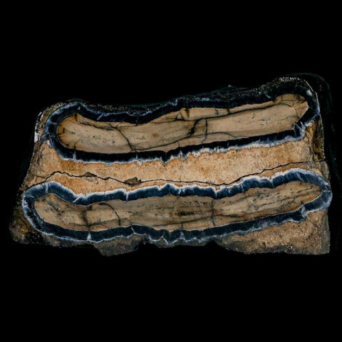 2.9" Mammoth Tooth Cross Section In Riker Display Pleistocene Age Hawthorne FM - Fossil Age Minerals