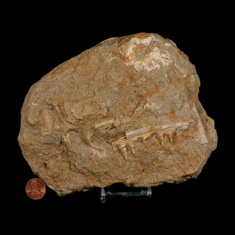 3.6" Saber Toothed Herring Fossil Tooth Jaw Section Enchodus Libycus Cretaceous Age COA