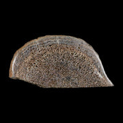 5.3" Fossil Dinosaur Gem Bone Cut Polished Slab Agatized Dinosaur Bone Morocco