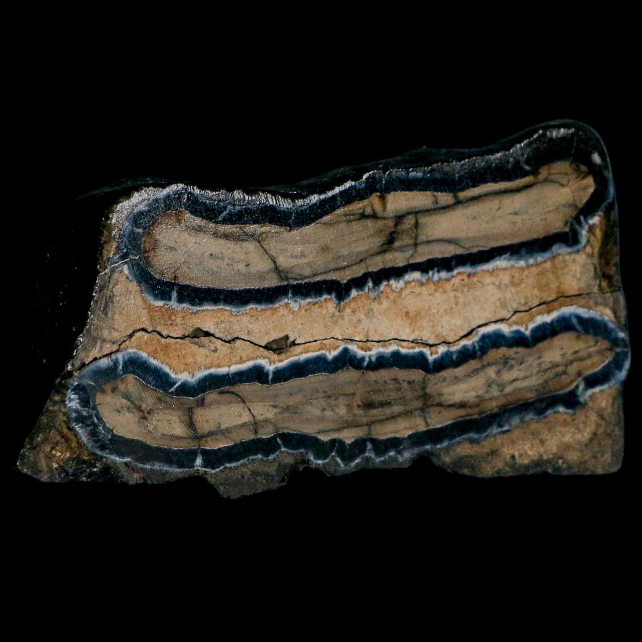 2.9" Mammoth Tooth Cross Section In Riker Display Pleistocene Age Hawthorne FM - Fossil Age Minerals