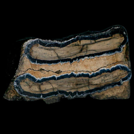 2.9" Mammoth Tooth Cross Section In Riker Display Pleistocene Age Hawthorne FM