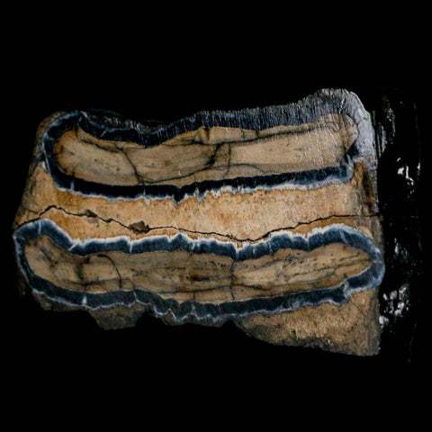 2.9" Mammoth Tooth Cross Section In Riker Display Pleistocene Age Hawthorne FM - Fossil Age Minerals